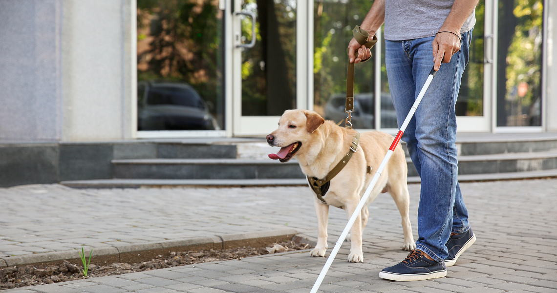 Guiding the Way: How Guide Dogs Assist the Blind and Visually Impaired